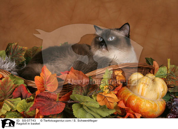 Ragdoll in basket / SS-07743