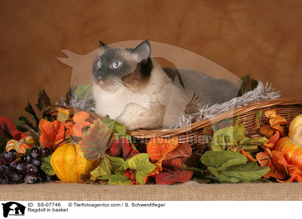 Ragdoll in basket / SS-07746