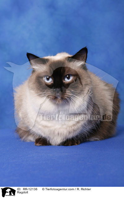 Ragdoll / Ragdoll / RR-12136
