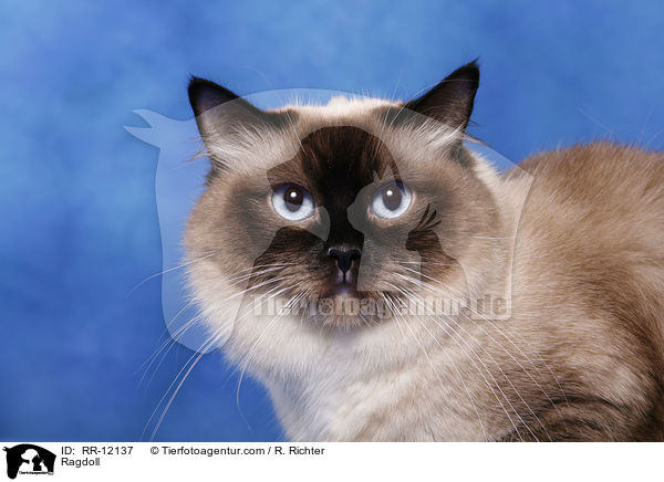 Ragdoll / Ragdoll / RR-12137