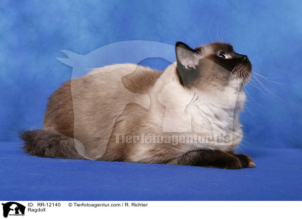 Ragdoll / Ragdoll / RR-12140