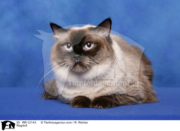 Ragdoll / Ragdoll / RR-12143