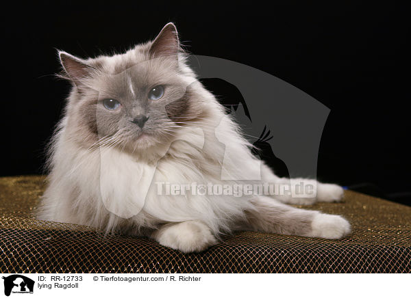 liegende Ragdoll / lying Ragdoll / RR-12733