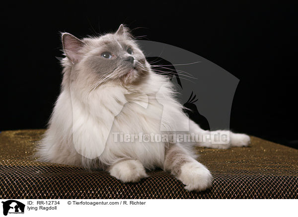liegende Ragdoll / lying Ragdoll / RR-12734