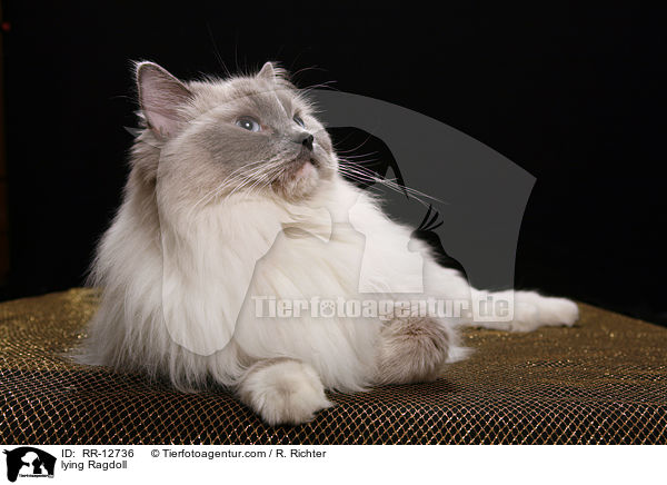 liegende Ragdoll / lying Ragdoll / RR-12736