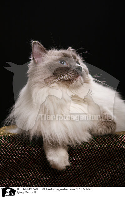 liegende Ragdoll / lying Ragdoll / RR-12740