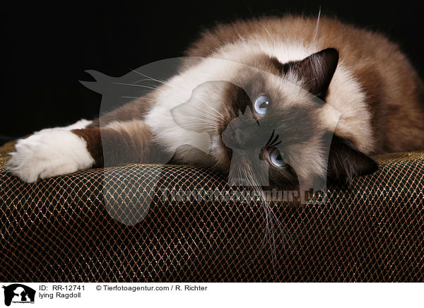 liegende Ragdoll / lying Ragdoll / RR-12741