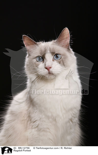 Ragdoll Portrait / RR-12756