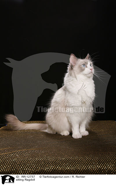 sitzende Ragdoll / sitting Ragdoll / RR-12757