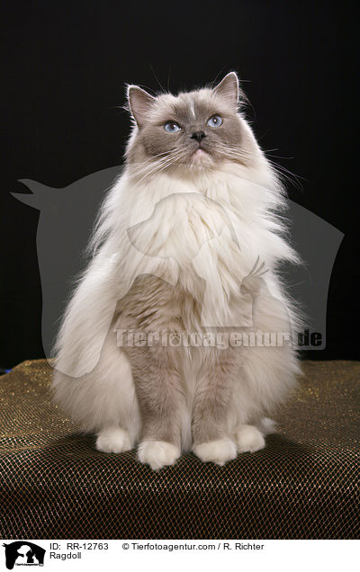 Ragdoll / Ragdoll / RR-12763