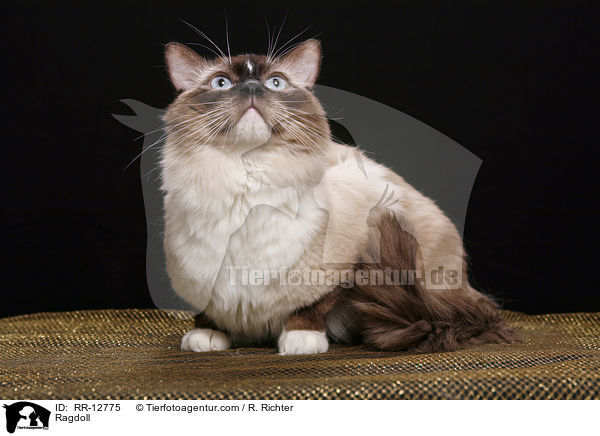Ragdoll / Ragdoll / RR-12775