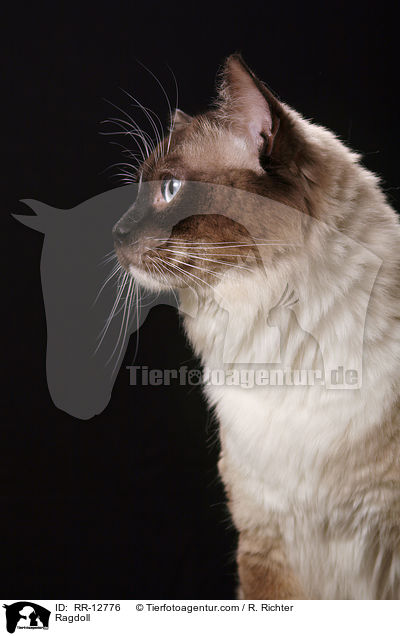 Ragdoll / Ragdoll / RR-12776