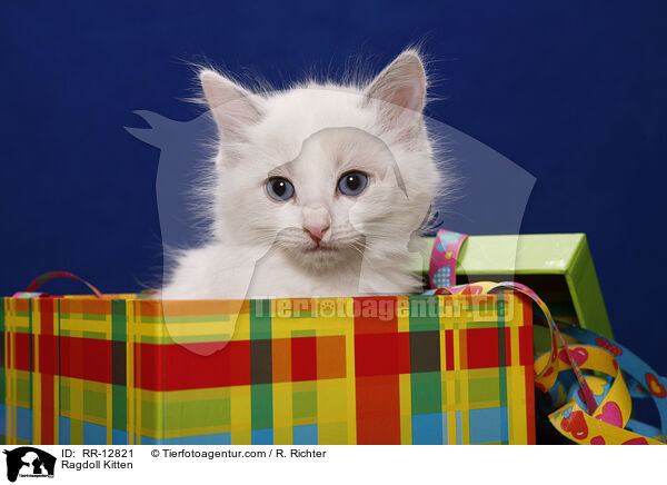 Ragdoll Ktzchen / Ragdoll Kitten / RR-12821