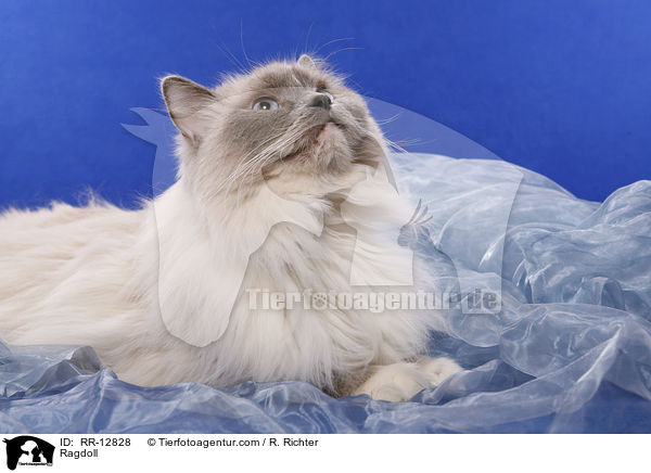 Ragdoll / Ragdoll / RR-12828