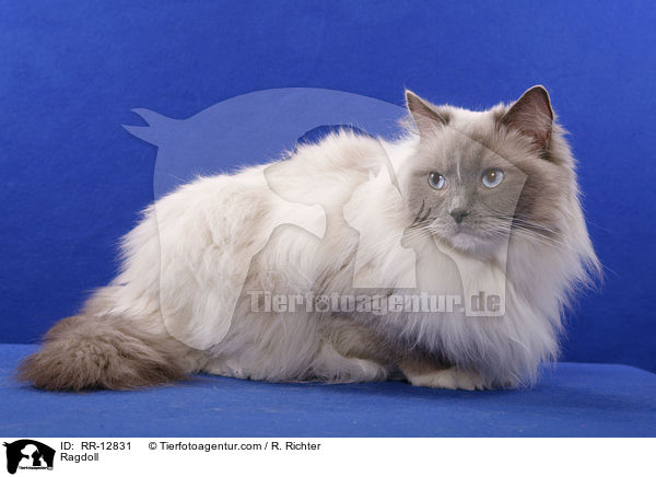Ragdoll / Ragdoll / RR-12831