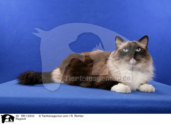 Ragdoll / Ragdoll / RR-12832