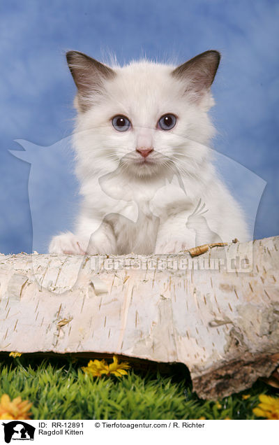 Ragdoll Ktzchen / Ragdoll Kitten / RR-12891