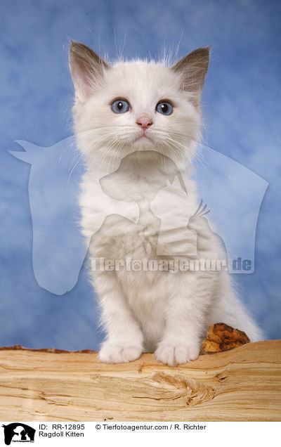 Ragdoll Ktzchen / Ragdoll Kitten / RR-12895