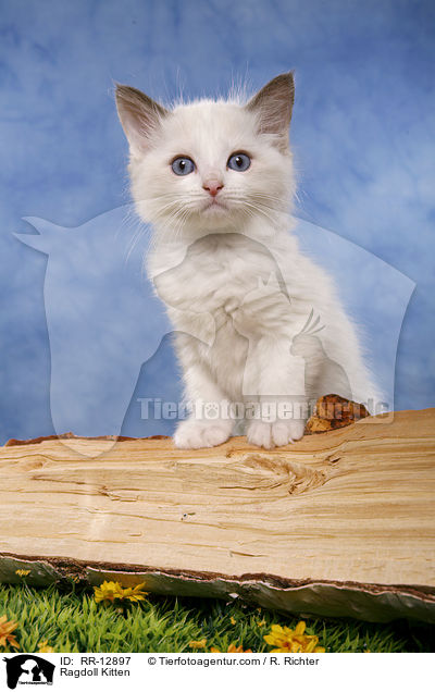 Ragdoll Ktzchen / Ragdoll Kitten / RR-12897