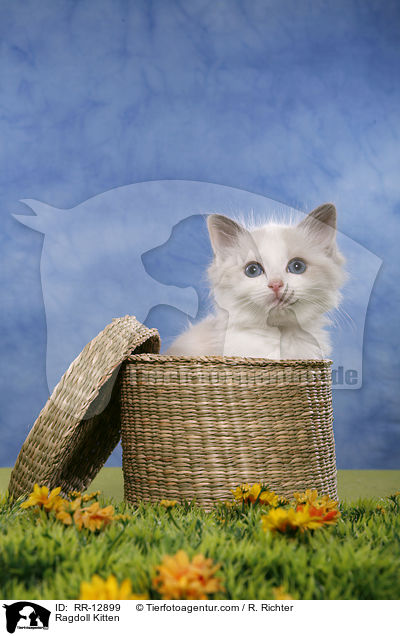Ragdoll Ktzchen / Ragdoll Kitten / RR-12899