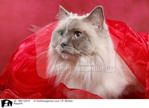 Ragdoll / Ragdoll / RR-12910
