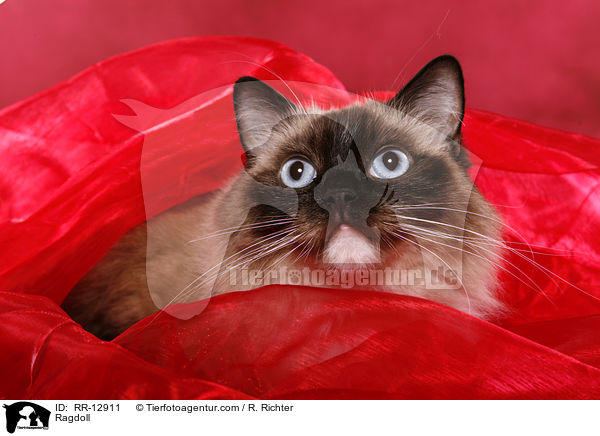 Ragdoll / Ragdoll / RR-12911