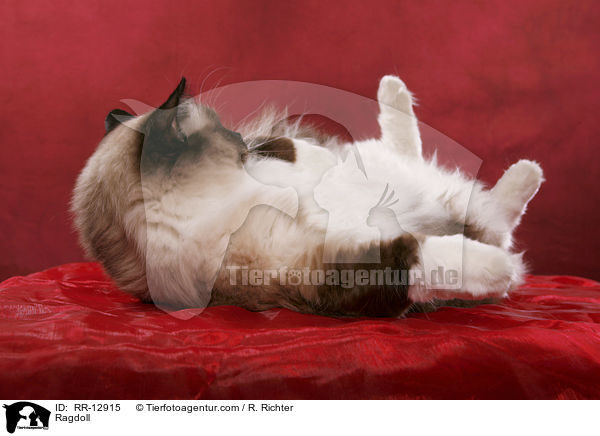 Ragdoll / Ragdoll / RR-12915