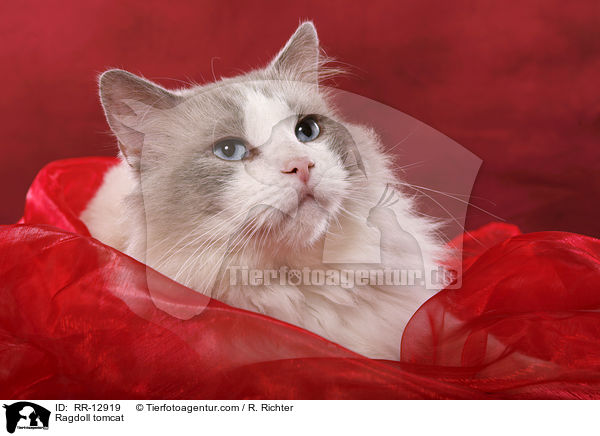 Ragdoll Kater / Ragdoll tomcat / RR-12919