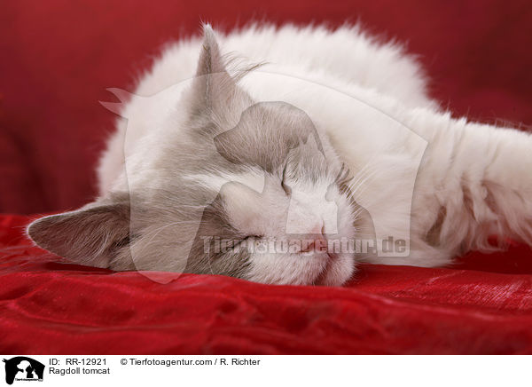 Ragdoll Kater / Ragdoll tomcat / RR-12921