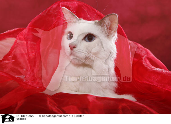 Ragdoll / Ragdoll / RR-12922