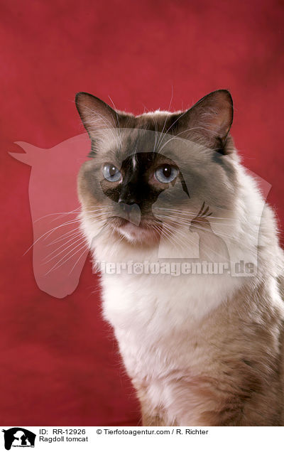 Ragdoll Kater / Ragdoll tomcat / RR-12926