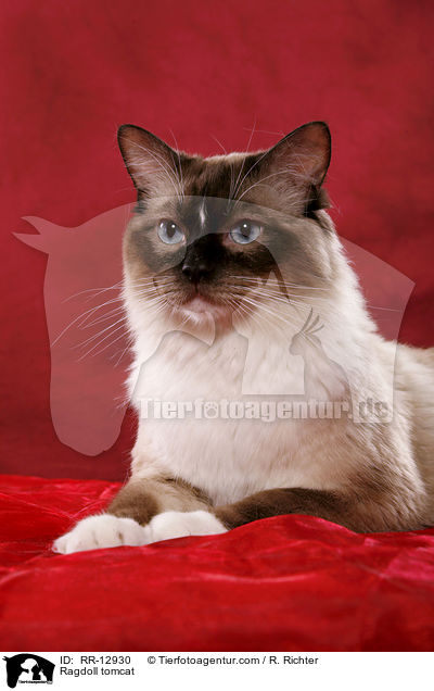 Ragdoll Kater / Ragdoll tomcat / RR-12930