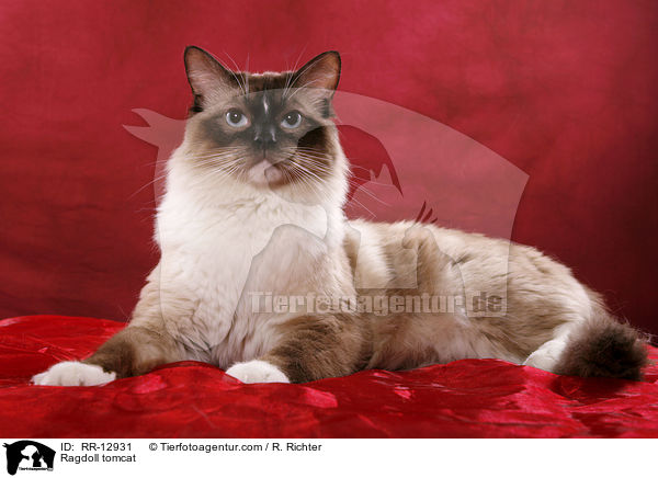 Ragdoll Kater / Ragdoll tomcat / RR-12931