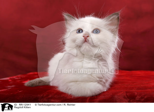 Ragdoll Ktzchen / Ragdoll Kitten / RR-12941