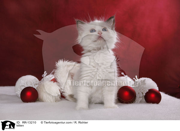 Weihnachtsktzchen / kitten / RR-13210