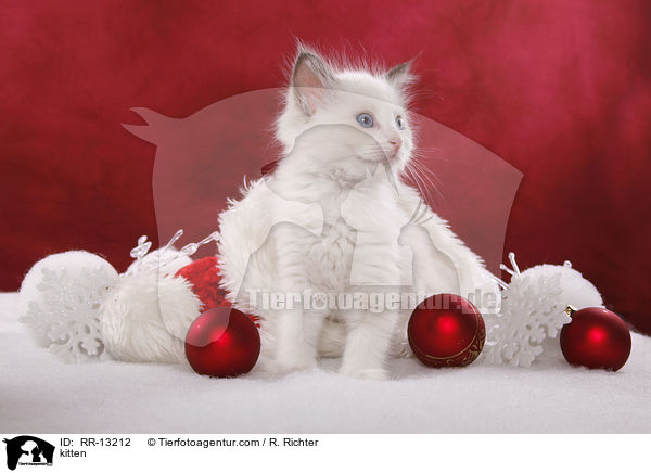 Weihnachtsktzchen / kitten / RR-13212