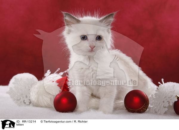 Weihnachtsktzchen / kitten / RR-13214