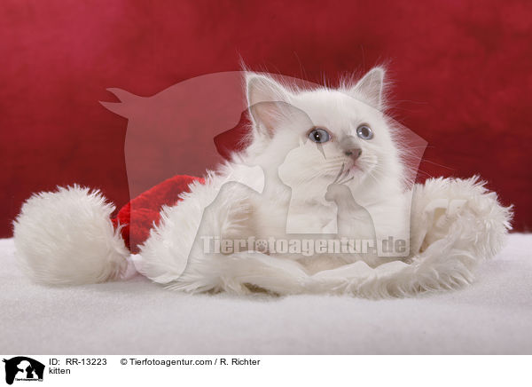 Weihnachtsktzchen / kitten / RR-13223
