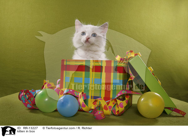 Ktzchen in Geschenkebox / kitten in box / RR-13227