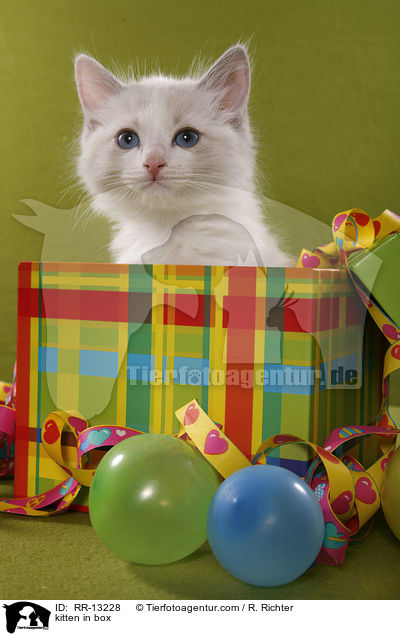kitten in box / RR-13228