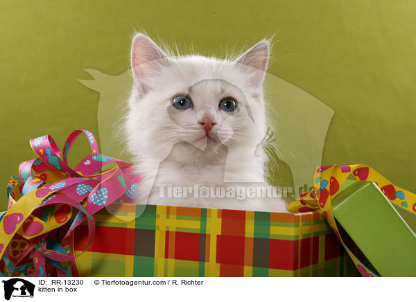 Ktzchen in Geschenkebox / kitten in box / RR-13230
