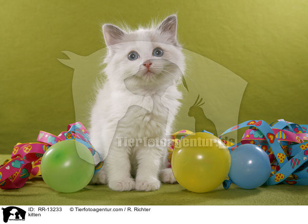 Ragdoll Ktzchen / kitten / RR-13233