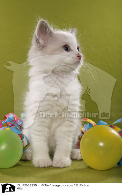 Ragdoll Ktzchen / kitten / RR-13235