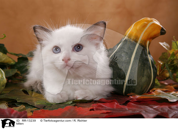 Ragdoll Ktzchen / kitten / RR-13239