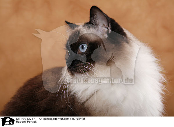 Ragdoll Portrait / Ragdoll Portrait / RR-13247
