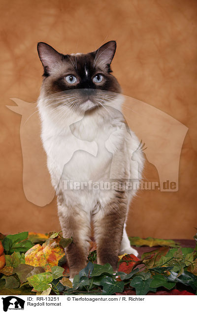 Ragdoll Kater / Ragdoll tomcat / RR-13251