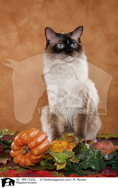 Ragdoll Kater / Ragdoll tomcat / RR-13252