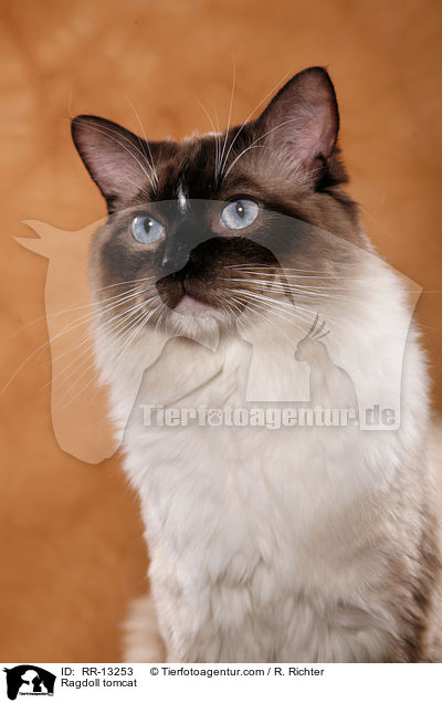 Ragdoll Kater / Ragdoll tomcat / RR-13253