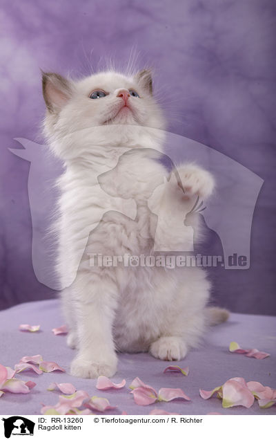 Ragdoll Ktzchen / Ragdoll kitten / RR-13260