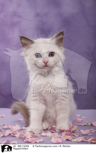 Ragdoll Ktzchen / Ragdoll kitten / RR-13268